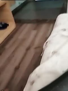 男男啪羞羞视频网站-欧美人与禽性生活狂配-成人AV