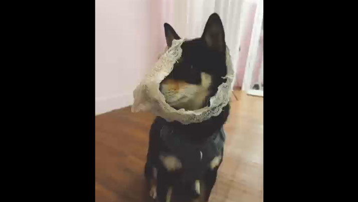 长篇绿mu小说在线阅读-国产亚洲无线码一区二区-国-成人AV